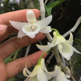 Hoa phong lan 5 cánh trắng di linh cấy mô