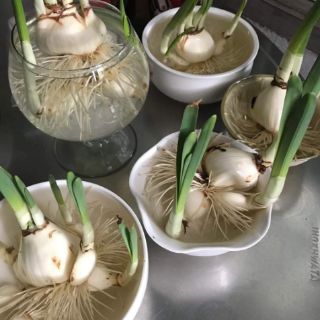 Combo 10 củ hoa thủy tiên