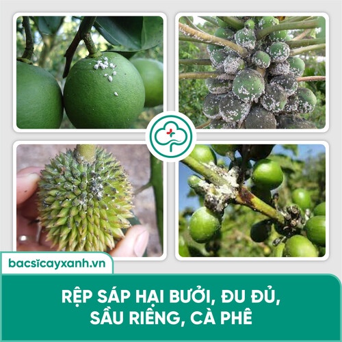 Chế phẩm sinh học diệt sâu bọ, nhện đỏ, rầy, rệp, côn trùng hút chích BS25 Insect 100/200g NSX Bacsicayxanh