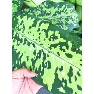 Dieffenbachia Reflector