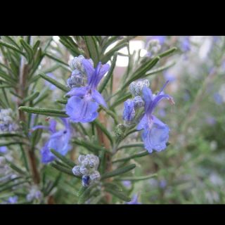 Cây hương thảo(Rosemary)