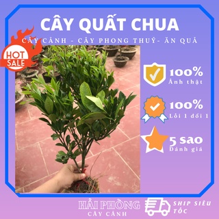 Cây quất chua, quất giống, quất mini, chậu cây quất chua siêu sai quả quả lớn ra quả quanh năm, lỗi 1 đổi 1
