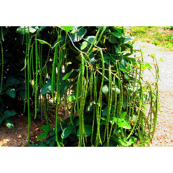 Hạt Giống Đậu Đũa Ngồi Xanh/ Đậu Đũa Lùn  - Dễ Trồng , Năng Suất, Giòn, Ngọt - MUA 3 TẶNG 1 CÙNG LOẠI