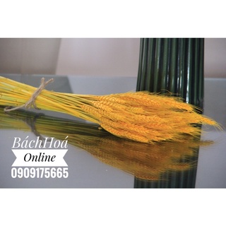 Bông lúa mạch khô màu vàng