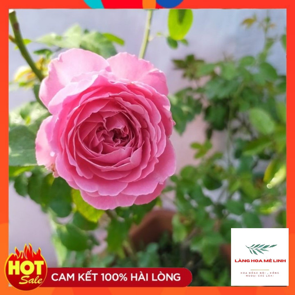 Hoa hồng ngoại For Your Home rose[ HOA HỒNG NHẬT] – Sắc hồng cánh sen đẹp hoàn mĩ, vạn người mê.[HOA HỒNG BỤI]