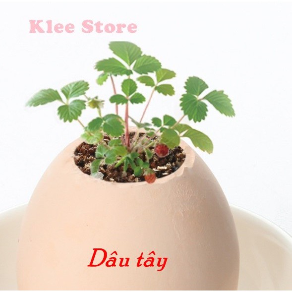 Cây xanh may mắn mọc từ vỏ trứng Eggling Egg | BigBuy360 - bigbuy360.vn