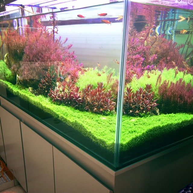 Bể cá thủy sinh phong cách Hà Lan