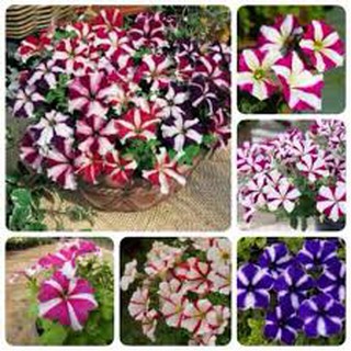 HẠT GIỐNG HOA DẠ YẾN THẢO SỌC MIX MÀU GÓI 100 HẠT