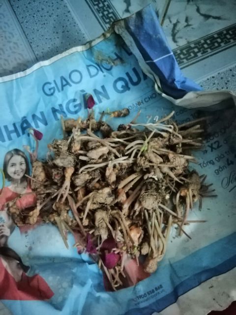Củ hoa bướm đêm 1 củ