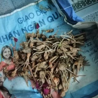 Bướm đêm