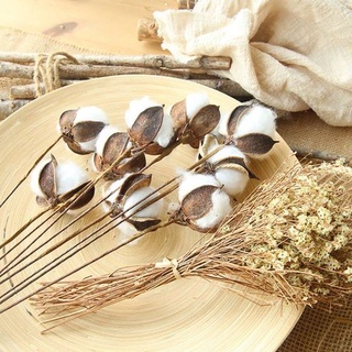 BÔNG GÒN TRẮNG / HOA KHÔ làm handmade trang trí shop, nhà cửa, bàn tiệc. Phụ kiện chụp ảnh mộc mạc
