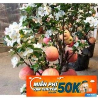15 hạt giống táo lùn đỏ luckyseadtg