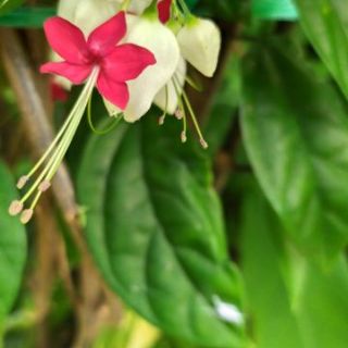 HOA TIGÔN TRẮNG/ HOA NGỌC NỮ