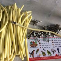 Đầu đút bột cho Vẹt non