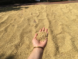 BỘT CÁM GẠO THẢO DƯỢC