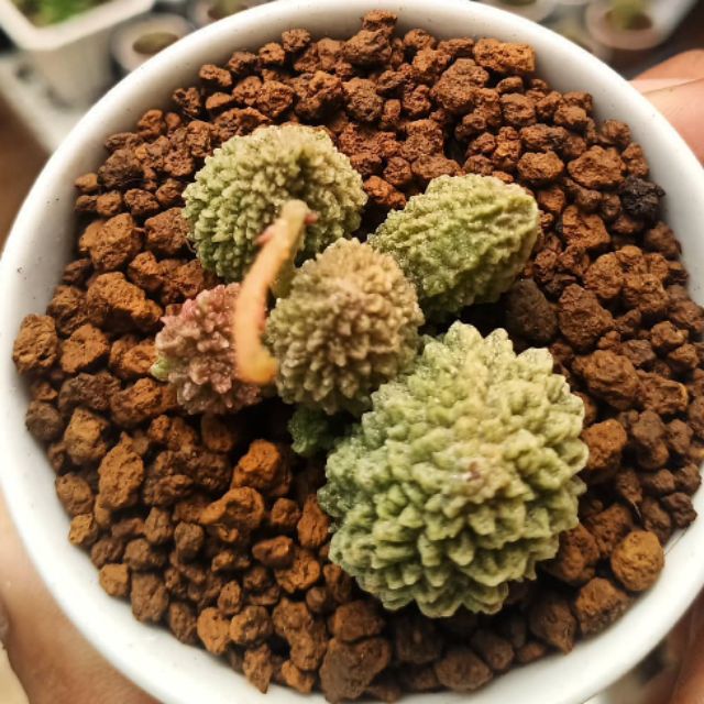 Sen đá khổ qua 5cm - adromischus marianiae