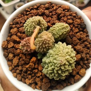 Sen đá khổ qua 5cm - adromischus marianiae