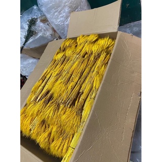 Bó 50 -100 cành lúa mạch khô trang trí