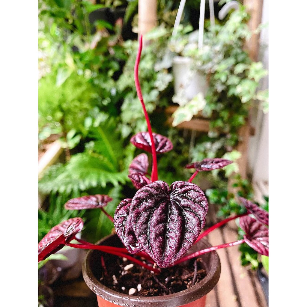 Chậu cây Peperomia caperata Red Luna (Kim Chi Ngọc Diệp Red Luna) chậu nhựa