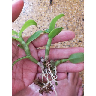 Giả hạc, phí điệp hồng cánh mai