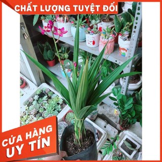Cây Địa lan, lan đất hay lan chu đinh