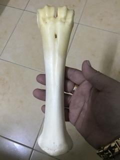 XƯƠNG ỐNG BÒ CHO CHÓ
