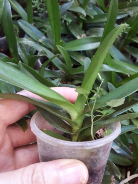 Hoa Lan: VANDA THÁI- COMBO 5 MÀU: 150K