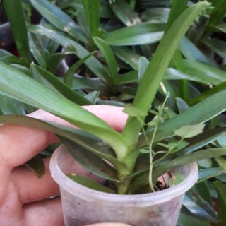 Hoa Lan: VANDA THÁI- COMBO 5 MÀU: 150K