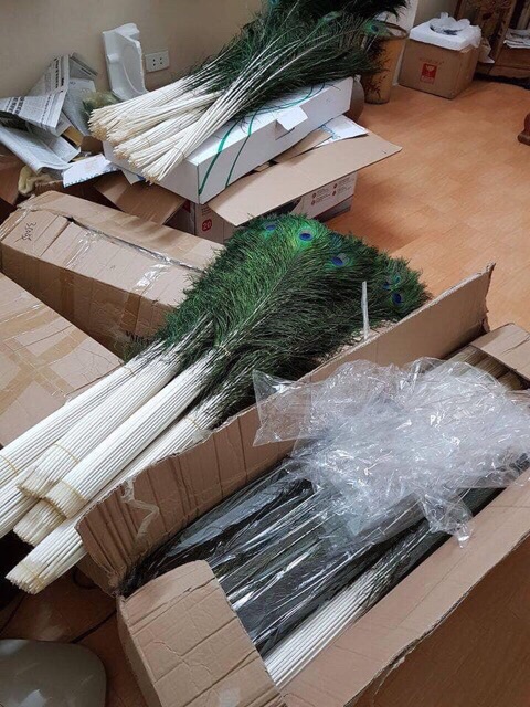 Lông công tự nhiên , lông công phong thuỷ