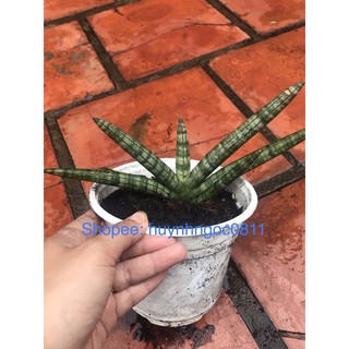 chậu cây ngà voi thái (lùn)