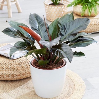 Cây trầu bà đế vương đỏ, cây to