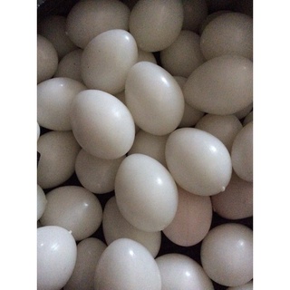 trứng bồ câu giả