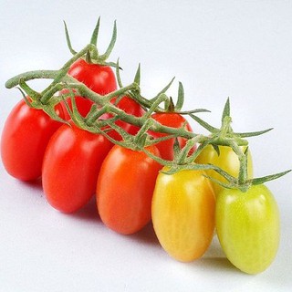 0.1g Hạt giống Cà Chua Bi Oval 