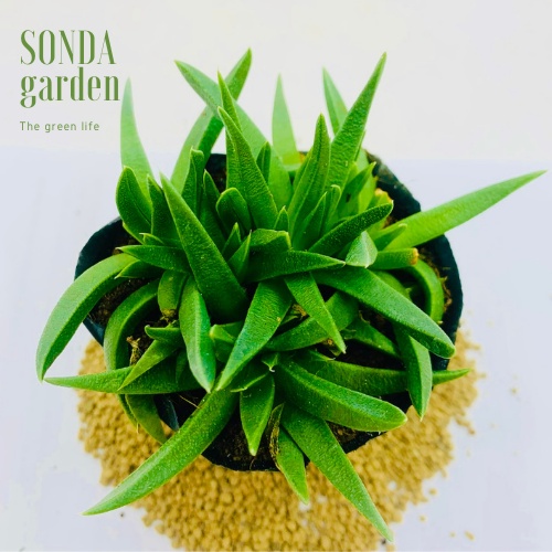 Sen đá cỏ ngọc SONDA GARDEN size bé 5-8cm, xuất xứ Đà Lạt, khoẻ đẹp, lỗi 1 đổi 1