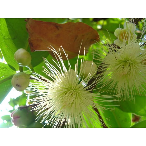 Phân bón Maxflower Siêu Kích Bông Mận chai 1 lít_Dai cuốn , mập bông, ra hoa đồng đều