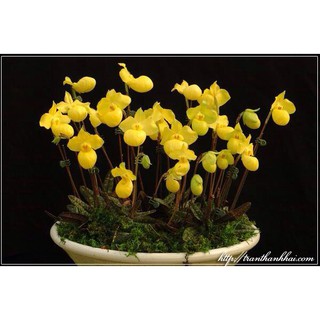 CÂY GIỐNG LAN HÀI MỐC VÀNG