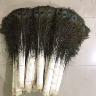 combo của khách đặt lông công tài lộc
