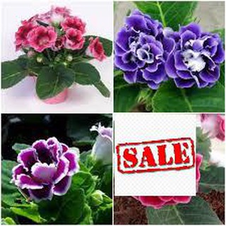 Hạt giống hoa tử la lan 50 hạt sale
