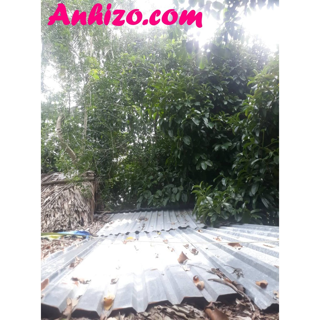 Trái QUÁCH Miền Tây  Trái Quách Trà Vinh Chua Chua Ngọt Ngọt