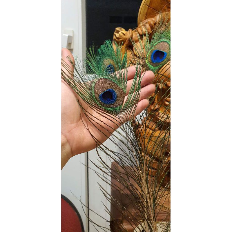 combo 108 lông công phong thủy dài 80-100cm (ảnh thật) | BigBuy360 - bigbuy360.vn