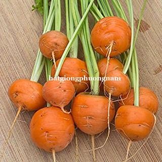 Hạt giống cà rốt tròn