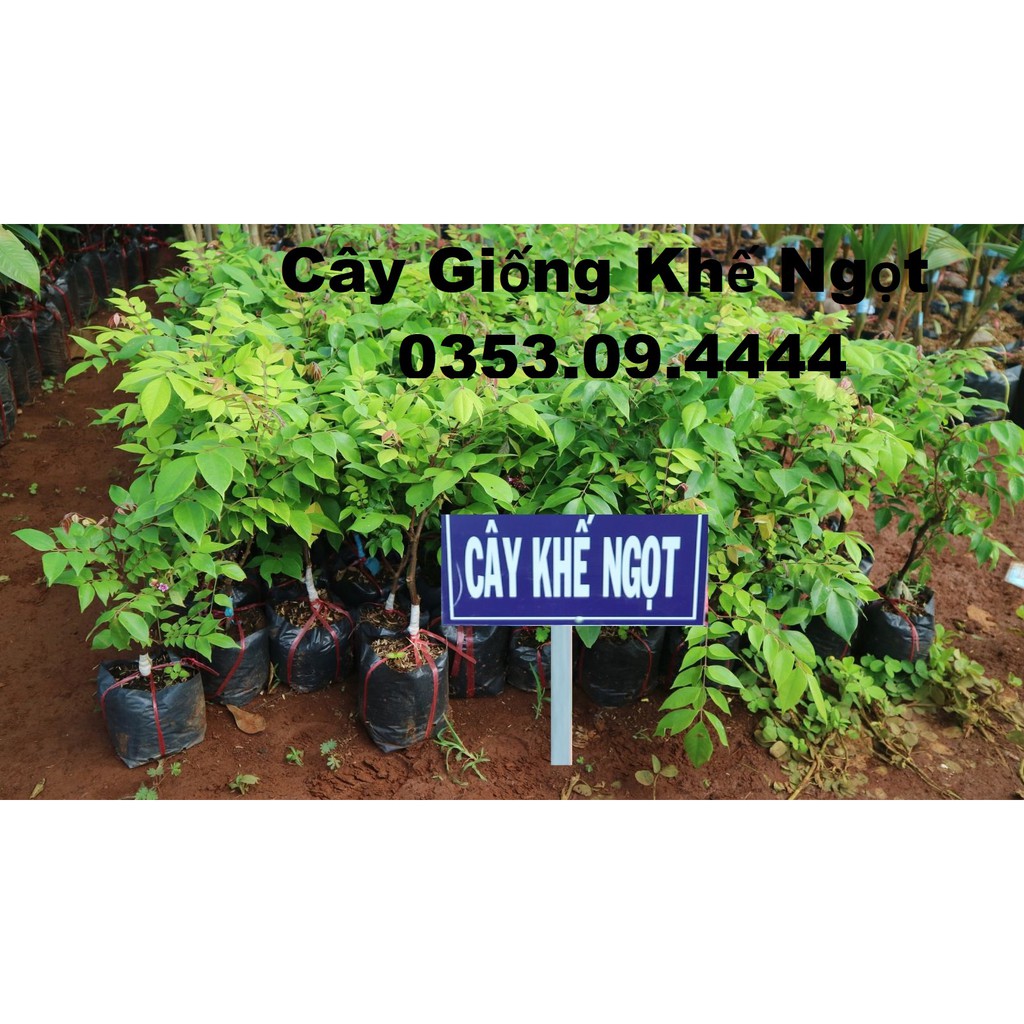 Cây giống khế ngọt chuẩn ĐH Nông Nghiệp 1