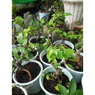 Cây sung ta bonsai giống siêu trái