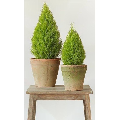 Còn hàng-Alo shop chở không gãy Cây Tùng Thơm 50-180cm 200k tặngdịch trùn SHIP 30PHÚT KHOQ11,7,9,THỦĐỨC, PHÚNHUAN