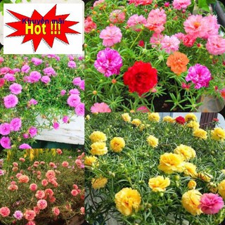 🌟200 HẠT GIỐNG HOA MƯỜI GIỜ KÉP NHIỀU MẦU🌟BÔNG TO CÁNH KÉP CỰC KỲ ĐẸP TẶNG KÍCH MẦM