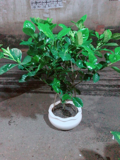 Chậu Cây Dành Dành (chỉ giao hoả tốc) (Bạch Thiên Hương)