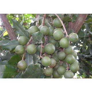 Hạt Macca Gia Lai