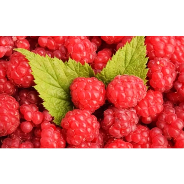 Chậu cây giống trái mâm xôi Đỏ Raspberry - Phúc Bồn Tử- Cây cao 15-20cm đã trồng ổn định, sắp ra hoa-vườn của boss