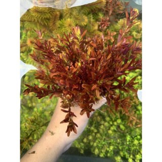 Cây Thủy Sinh Rotala Colorata