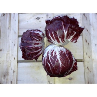 [ HG Mai Nguyễn] 1000  hạt giống xà lách cải thảo đỏ Ice Rido tròn